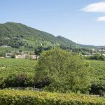 Prosecco Hills Landscape