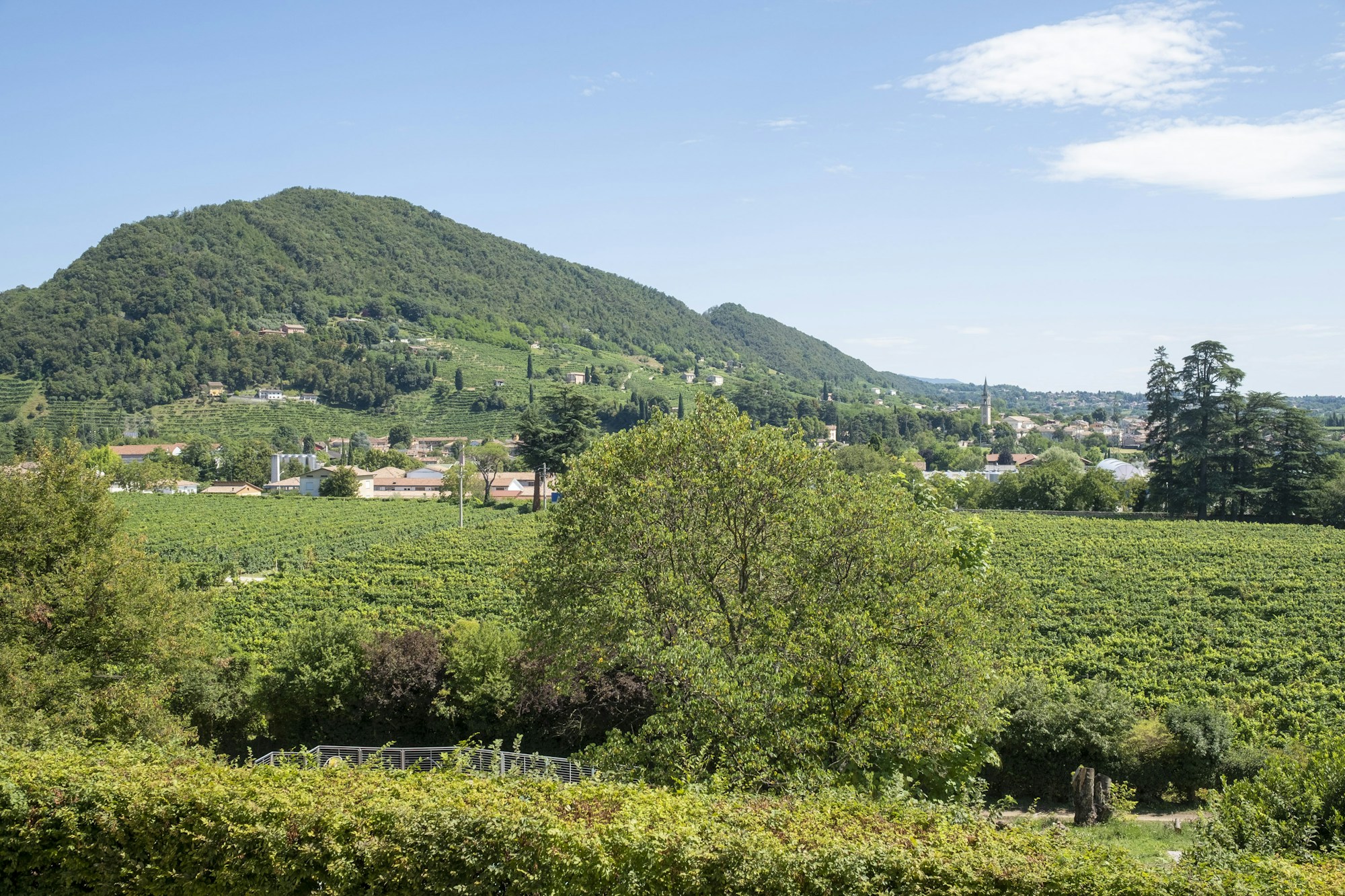 Prosecco Hills Landscape