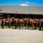 Horses and Wranglers