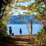 Shore of Lake Washington