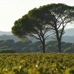 Vineyards