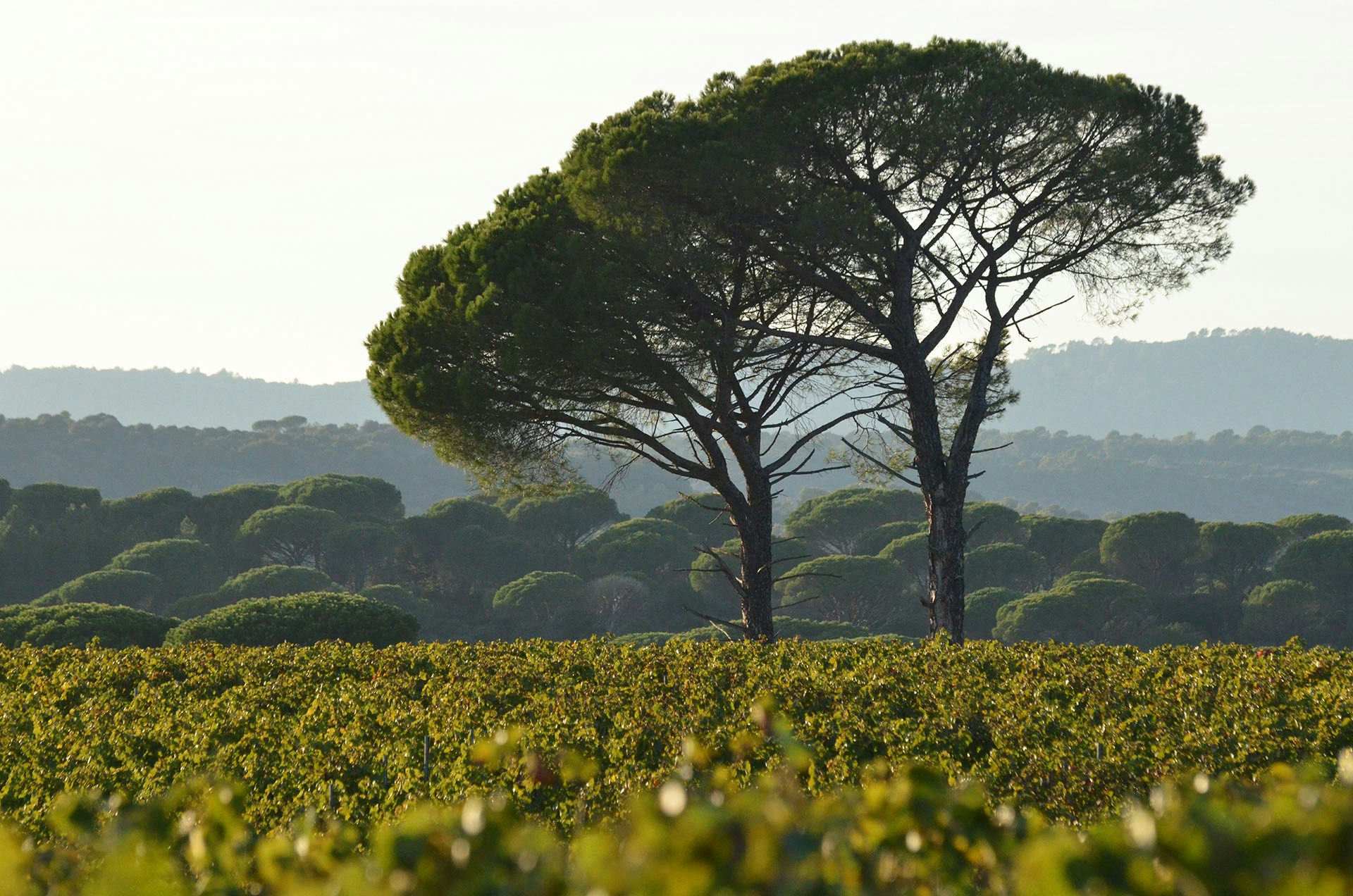 Vineyards