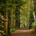 Path Through Trees