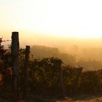 The Vineyard