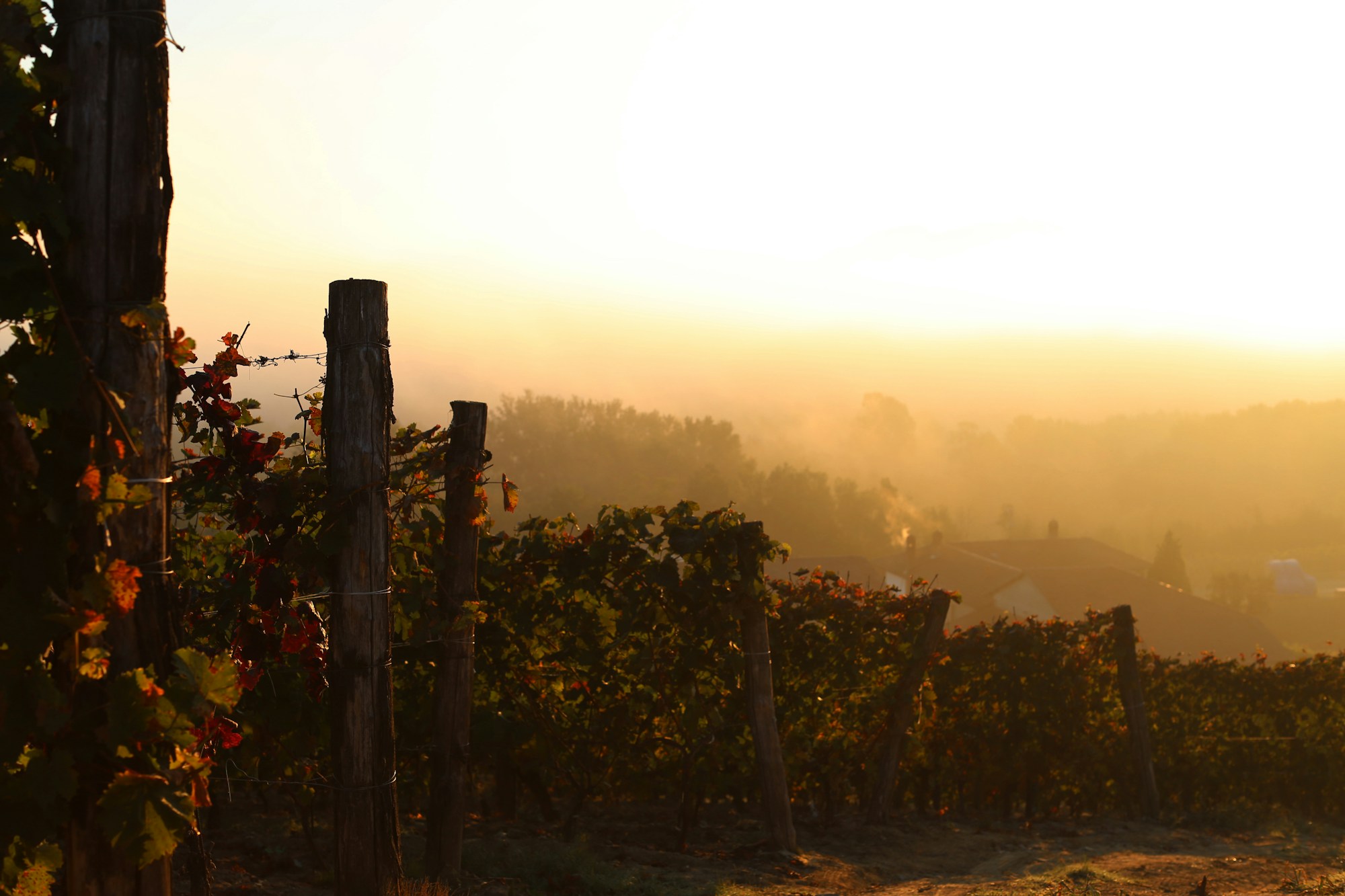 The Vineyard