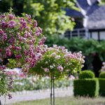 Rose Garden