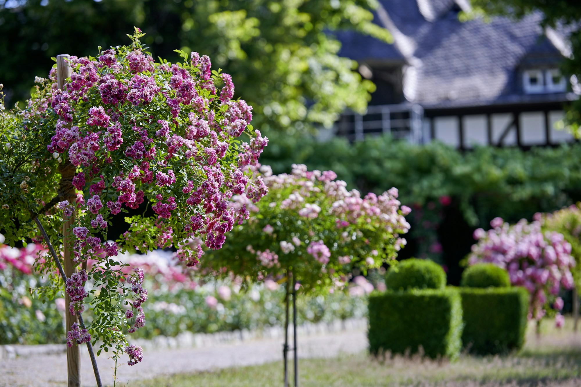 Rose Garden