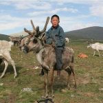 Reindeer