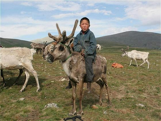 Reindeer