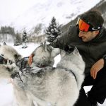 Sledding Dogs