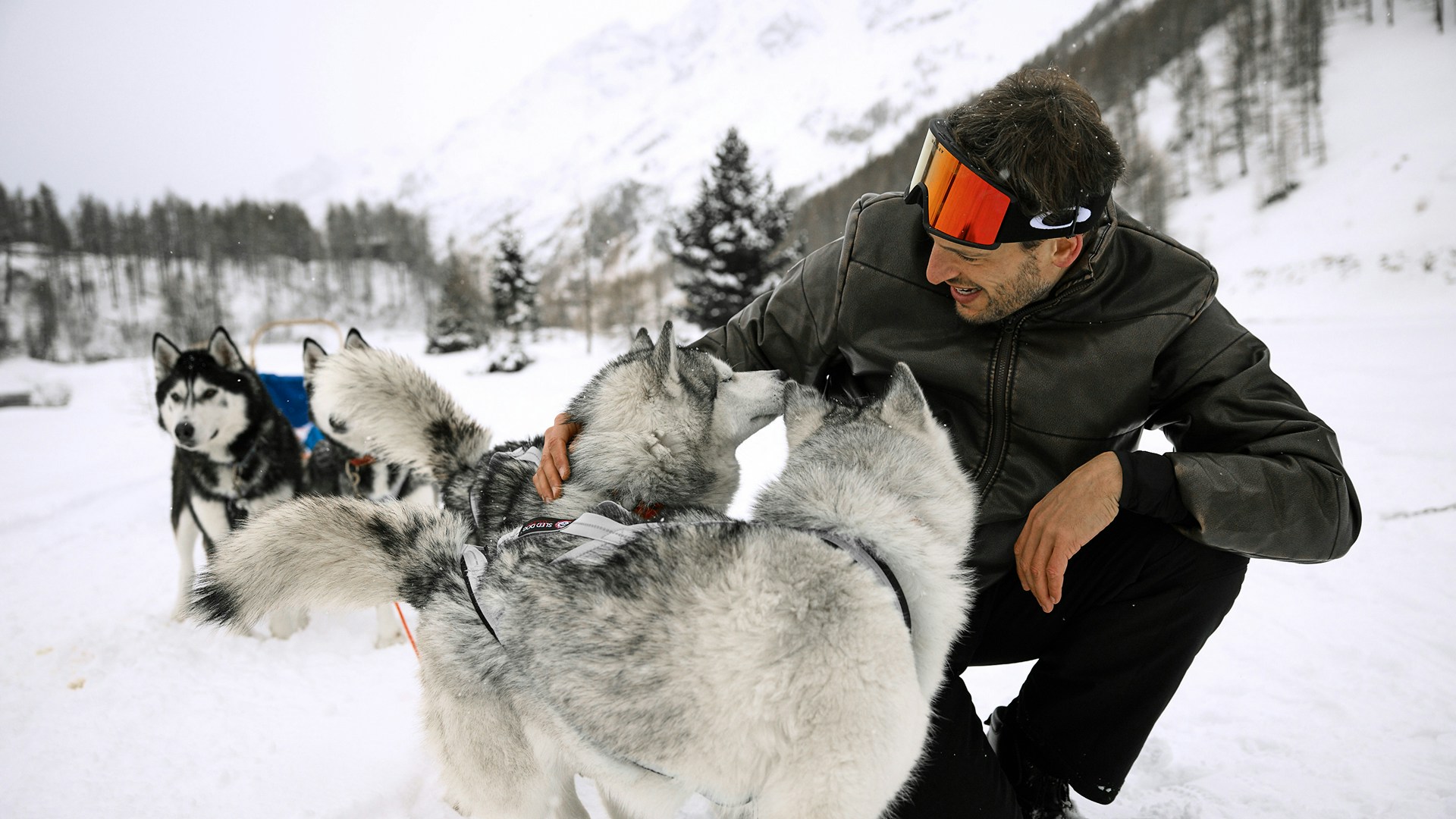 Sledding Dogs