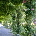 Rose Garden