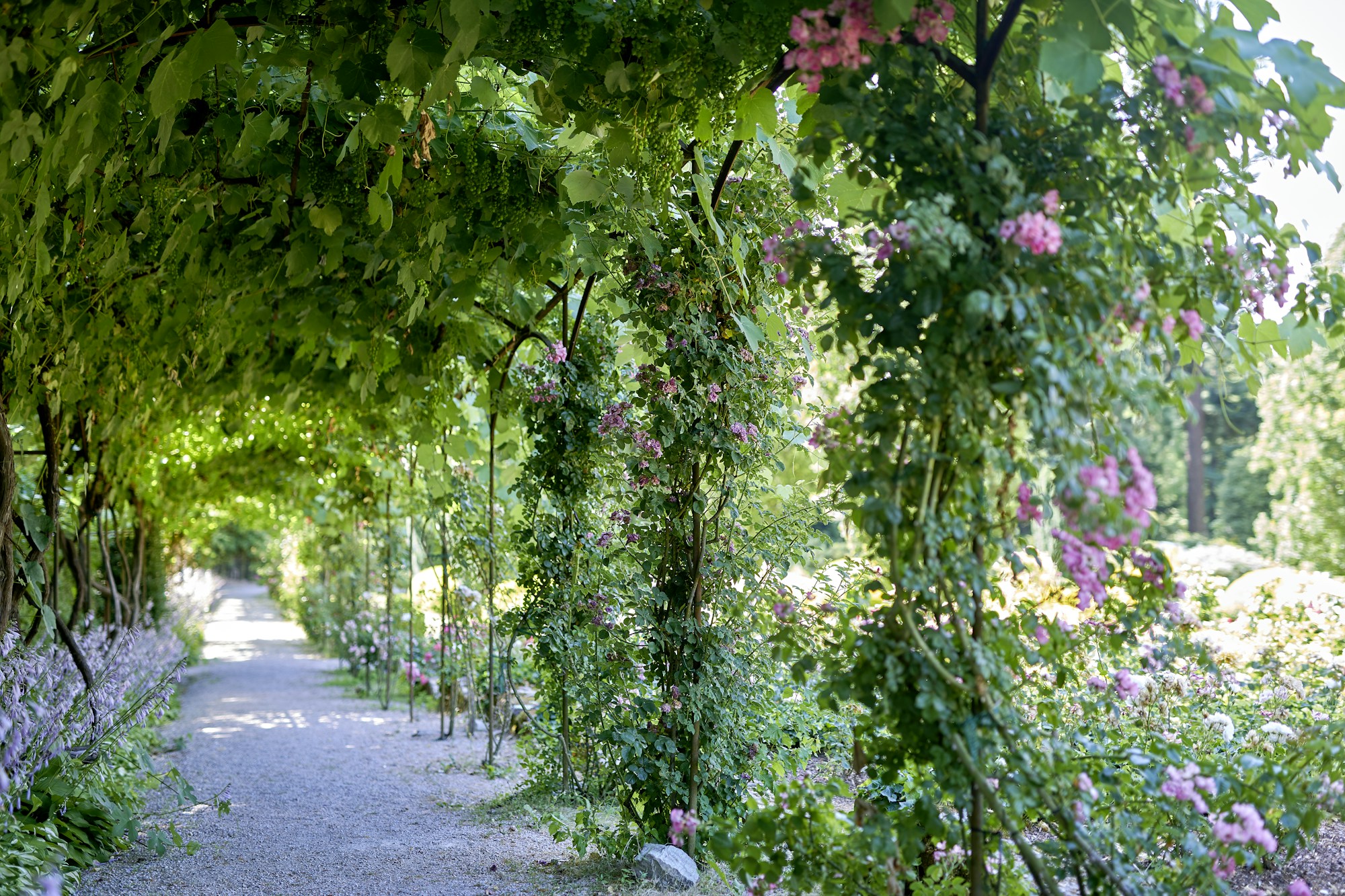 Rose Garden