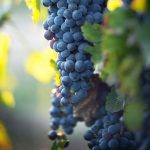 Home grown Grape