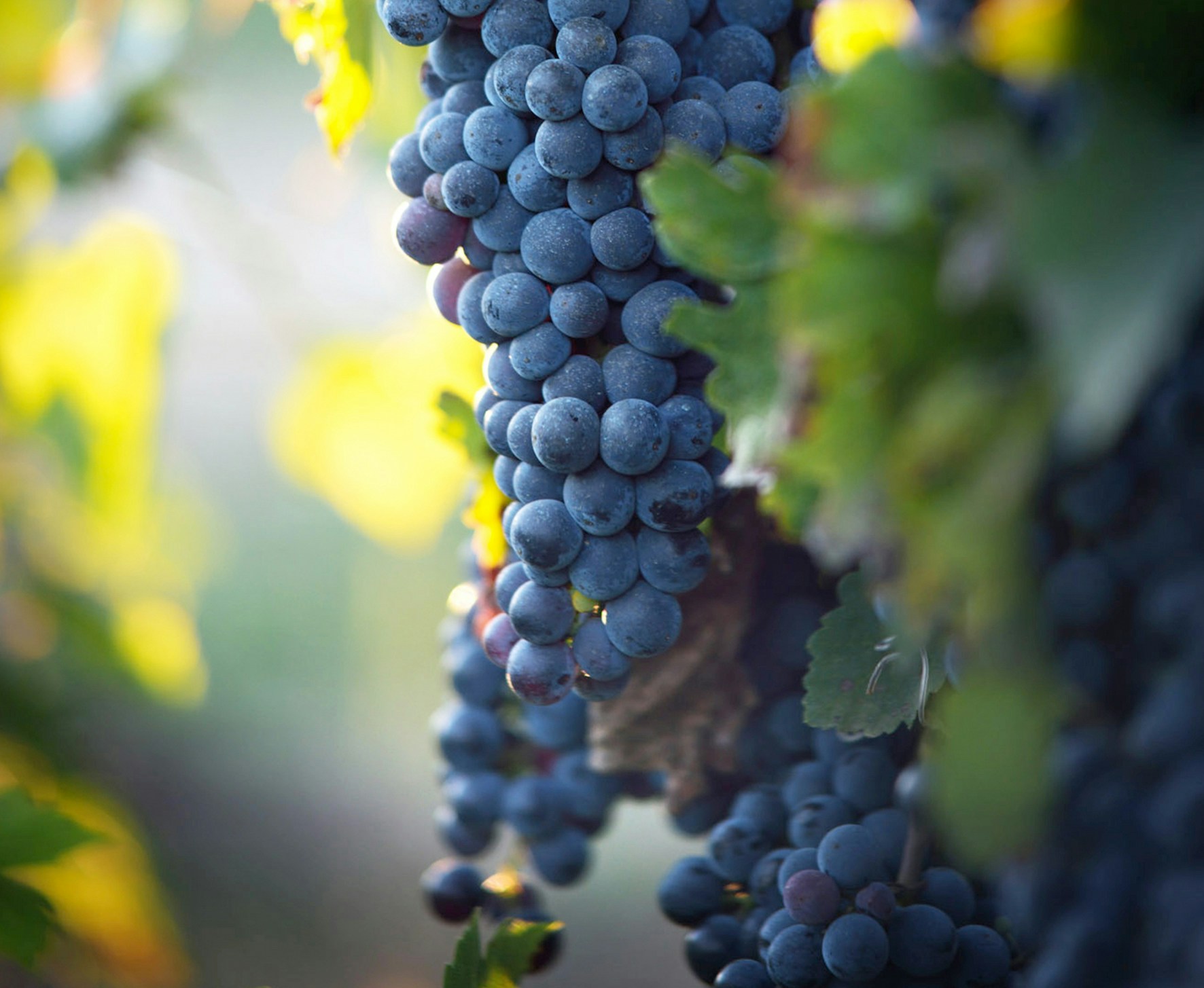 Home grown Grape