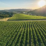 Vineyards
