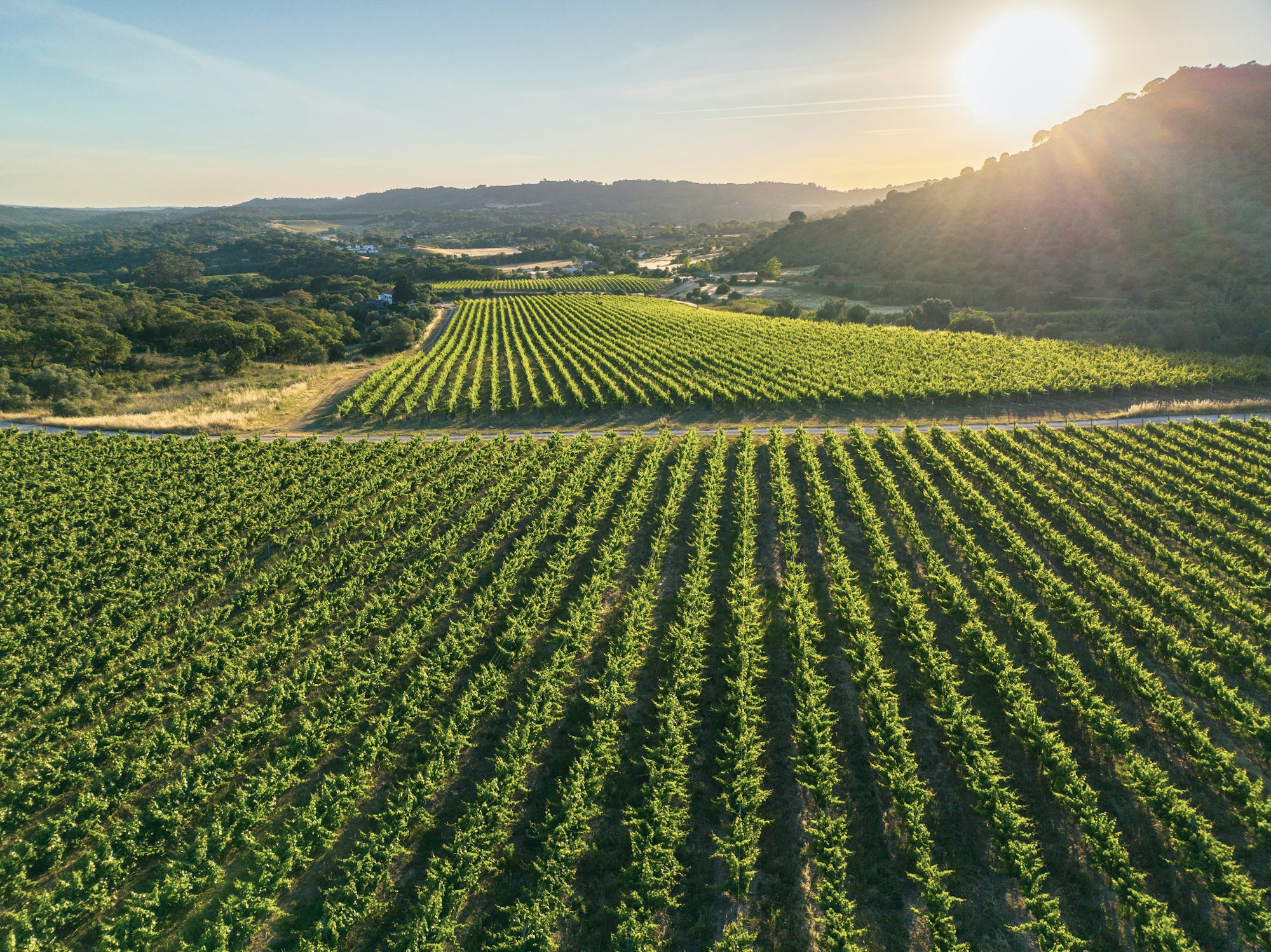 Vineyards