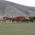 Wild Horses