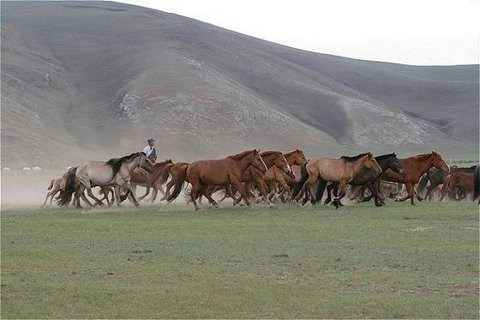 Wild Horses