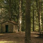 Forest Bathing Activity