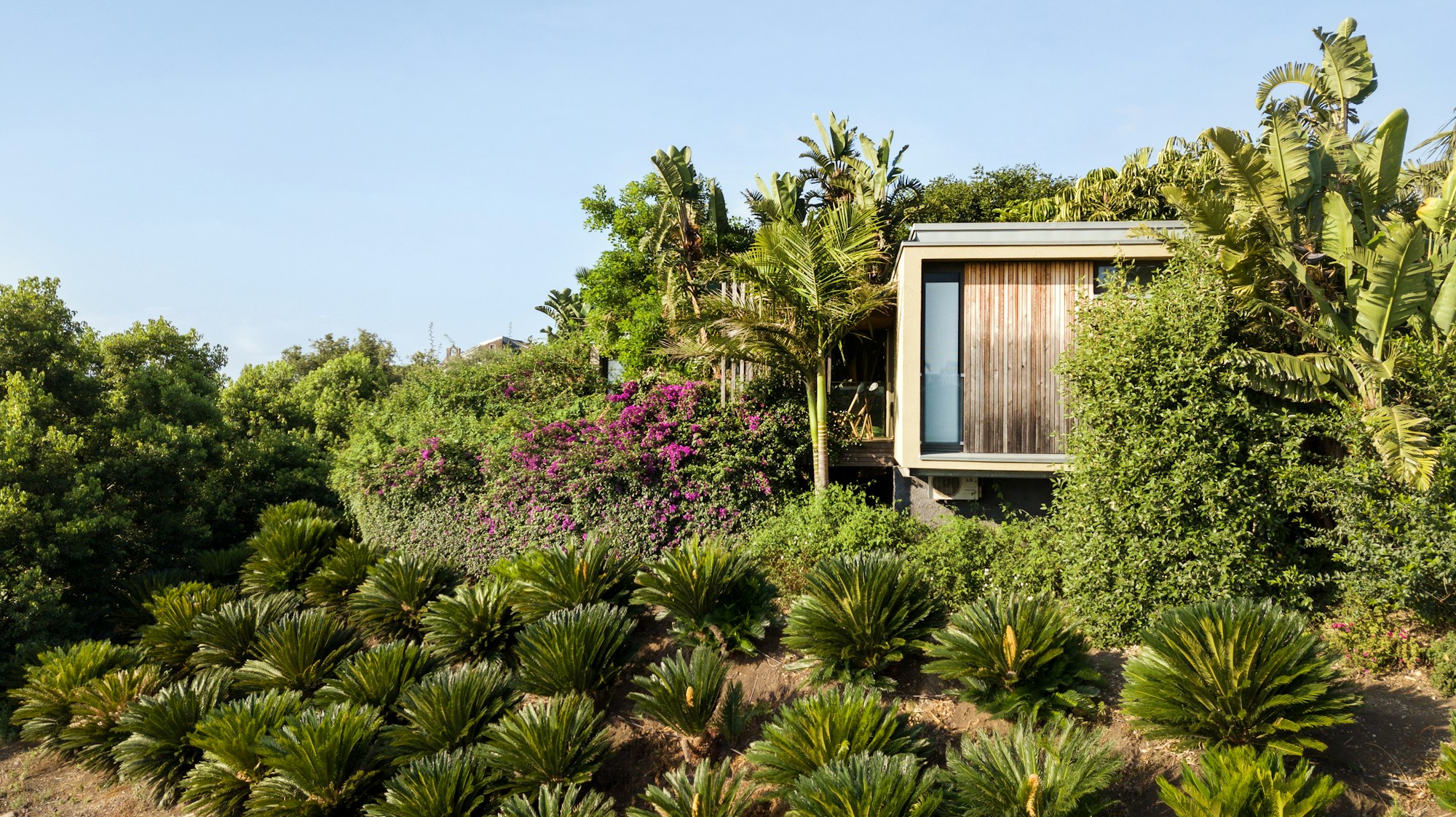 Tropical Garden