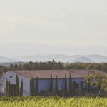 View from the Vines