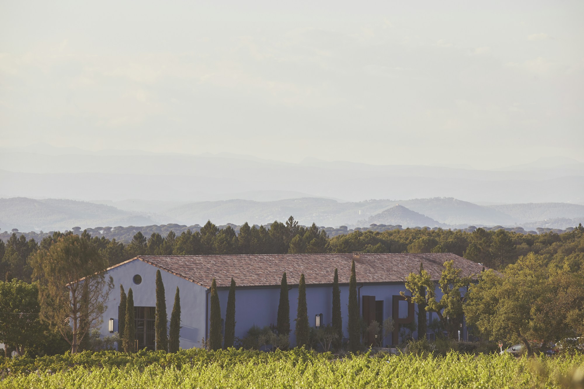 View from the Vines