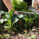 Chef's Garden