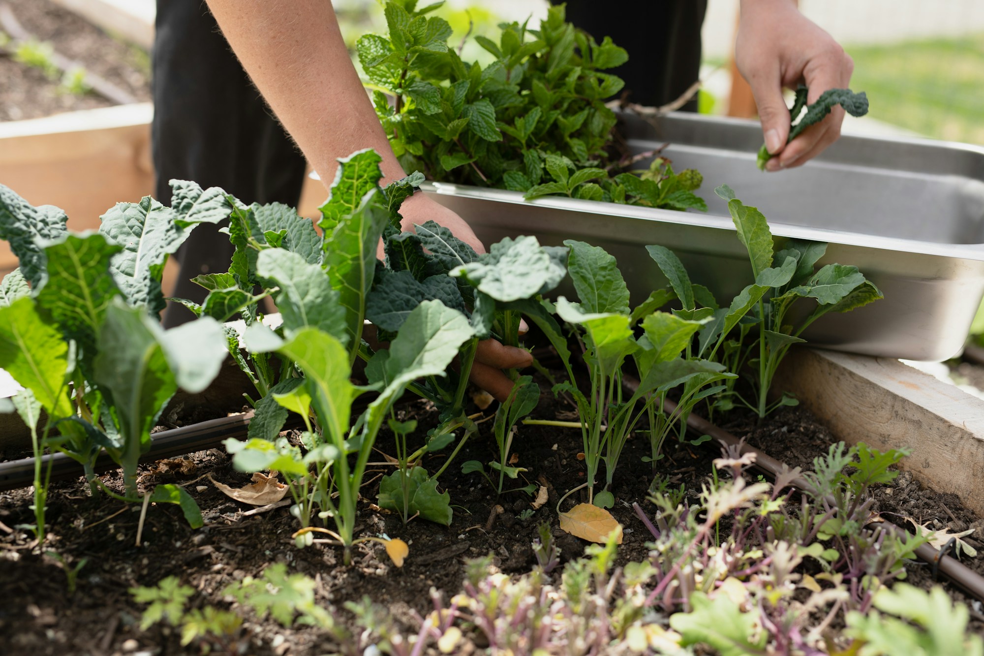 Chef's Garden