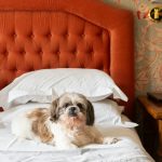 Pet Friendly