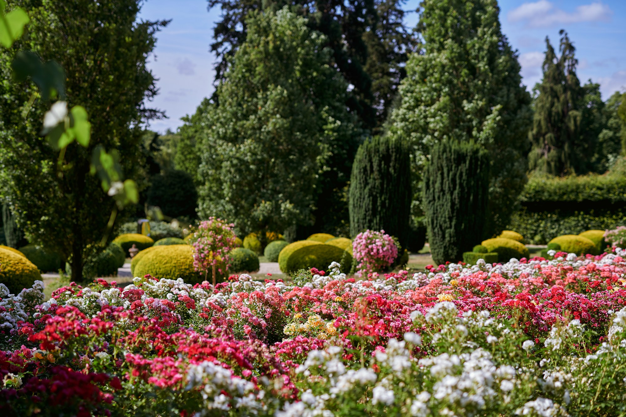 Rose Garden