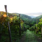 TheVineyard