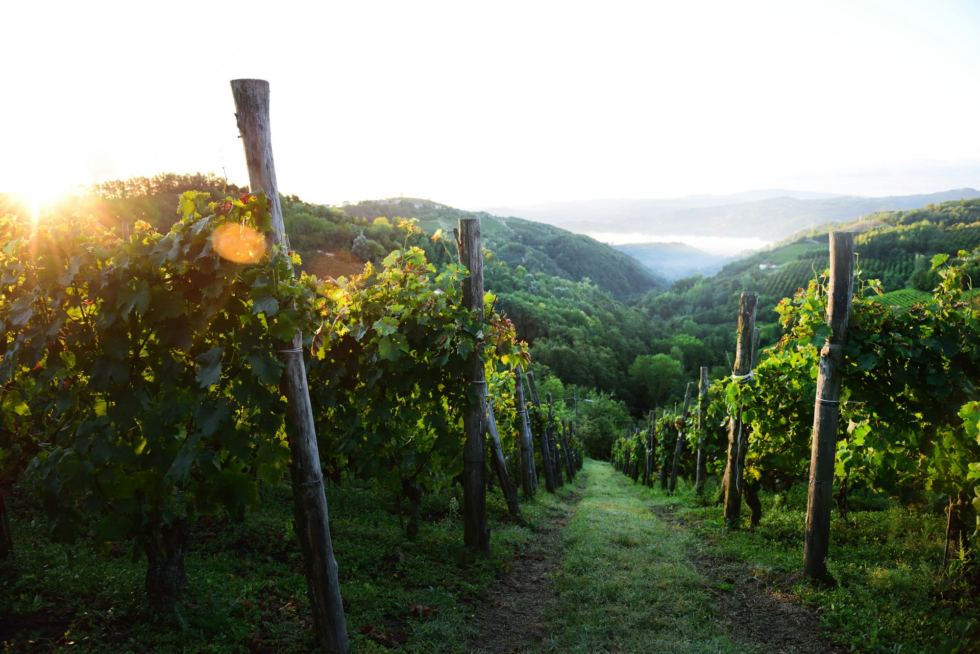 TheVineyard