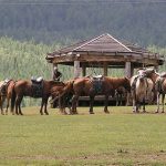 Horses