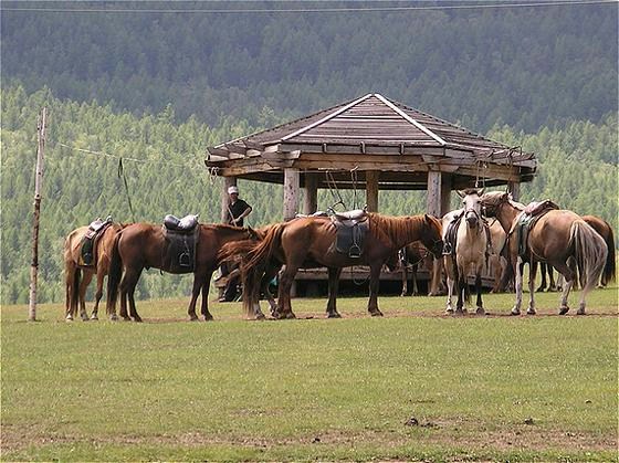 Horses
