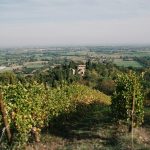 Vineyard