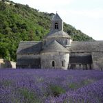 The Provence "Champs de Lavande"