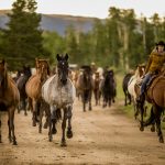 Jiggling the Horses in for the Morning Rides