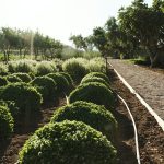 The Margi Farm