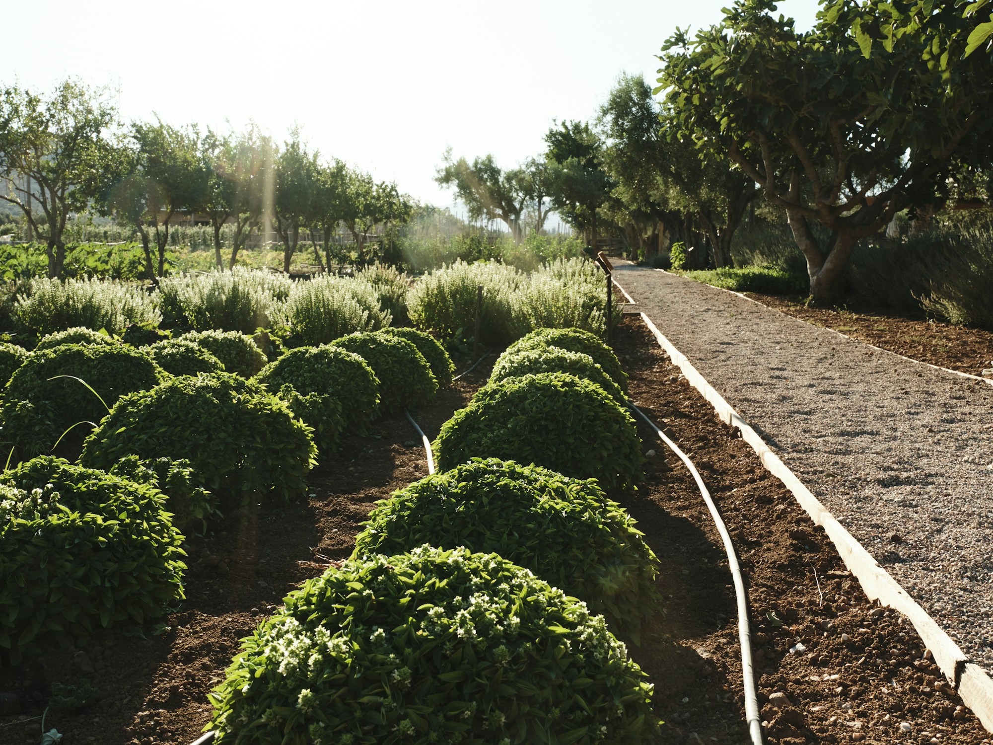 The Margi Farm