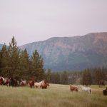 Horses at Pasture
