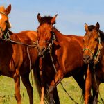 Mongolian Horses In Front Of The Hotel