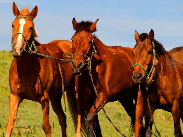 Mongolian Horses In Front Of The Hotel
