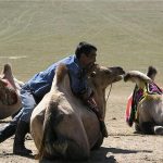 Camels