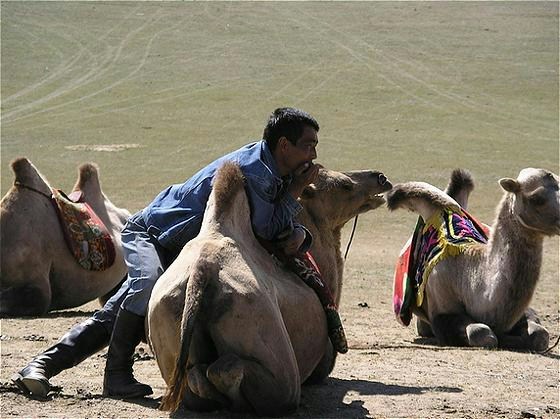 Camels