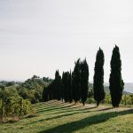 Vineyard