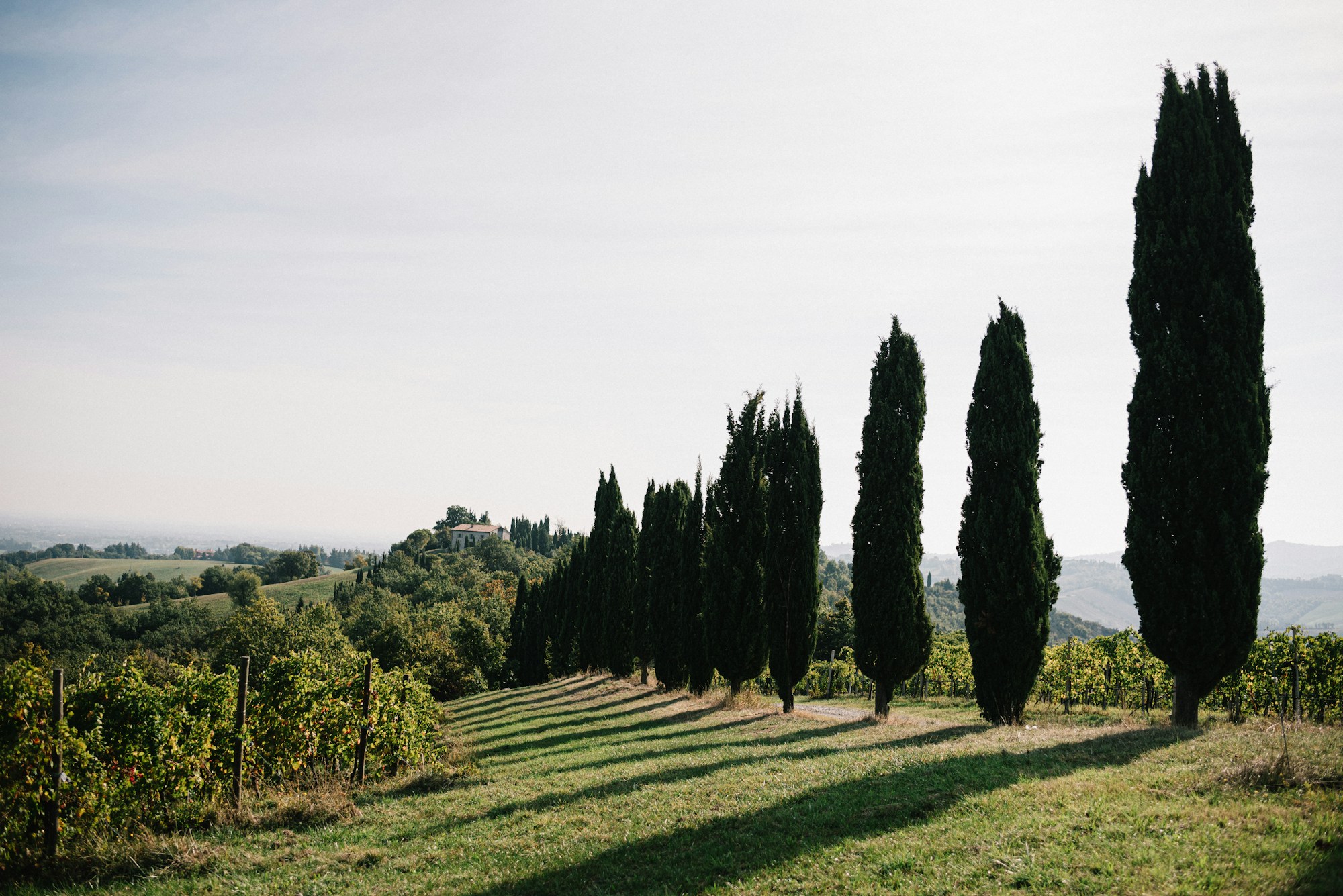 Vineyard