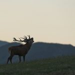 Oasyhotel Wildlife Tour