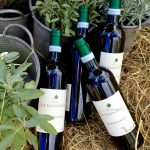 Wine Harvest