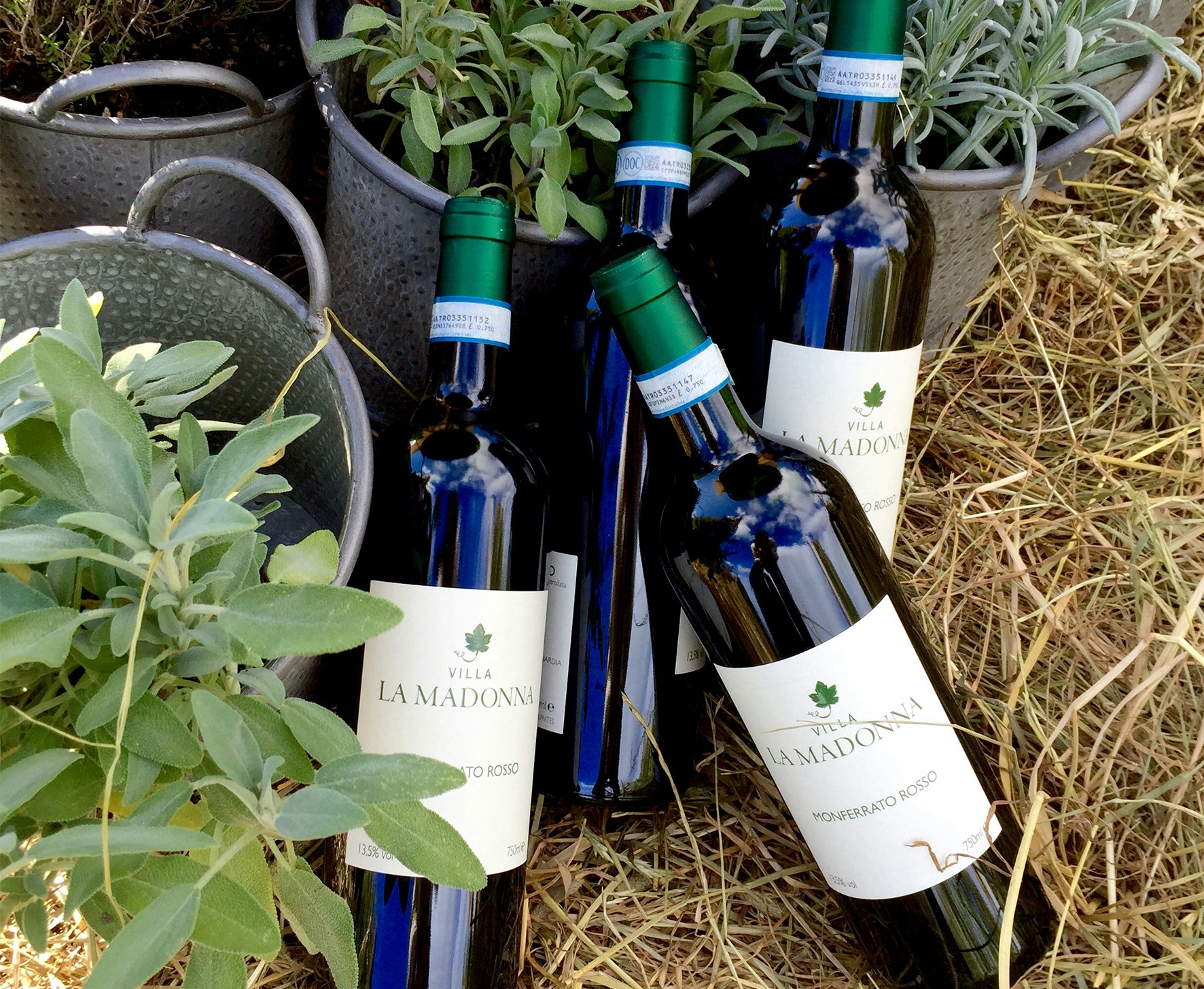 Wine Harvest